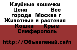 Клубные кошечки › Цена ­ 10 000 - Все города, Москва г. Животные и растения » Кошки   . Крым,Симферополь